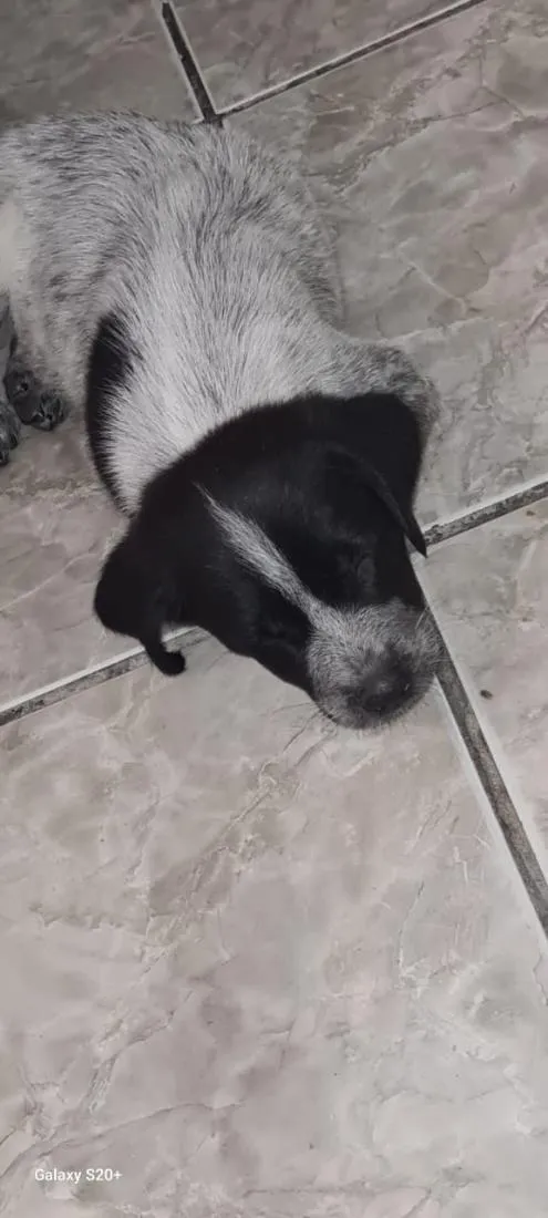 Cachorro raça SRD-ViraLata idade Abaixo de 2 meses nome luck