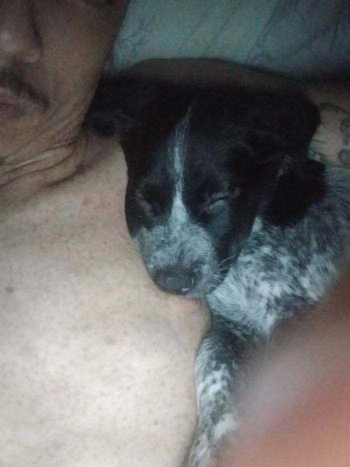 Cachorro raça SRD-ViraLata idade Abaixo de 2 meses nome luck