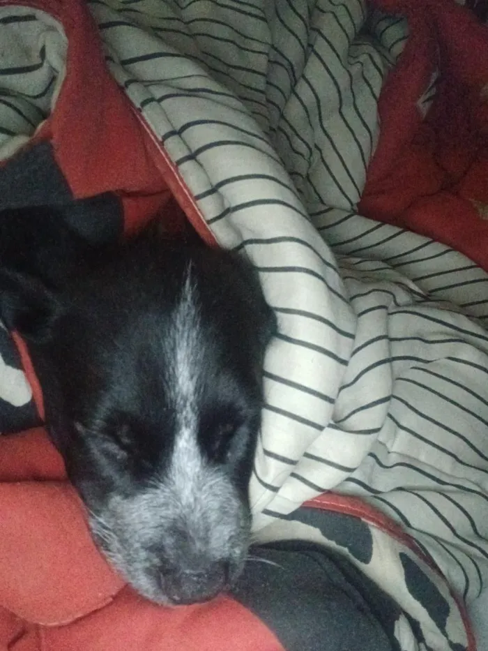 Cachorro raça SRD-ViraLata idade Abaixo de 2 meses nome luck