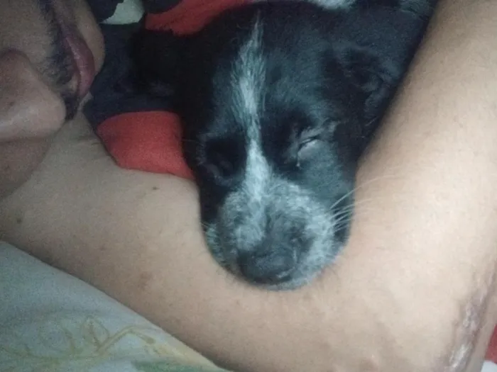Cachorro raça SRD-ViraLata idade Abaixo de 2 meses nome luck