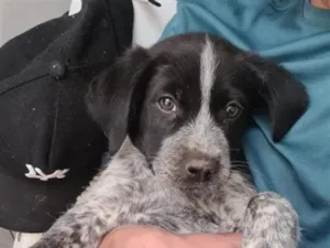 Cachorro raça SRD-ViraLata idade Abaixo de 2 meses nome luck