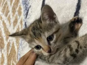 Gato raça SRD-ViraLata idade 2 a 6 meses nome shimer