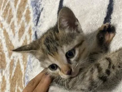 Gato raça SRD-ViraLata idade 2 a 6 meses nome shimer
