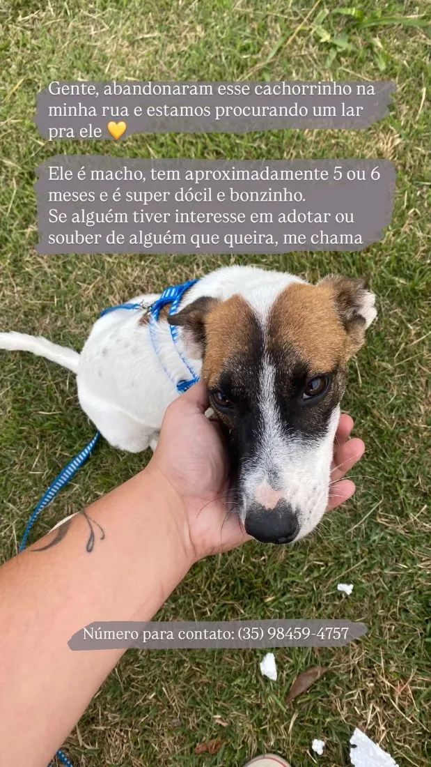 Cachorro raça SRD-ViraLata idade 2 a 6 meses nome Filhote 