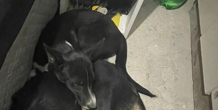 Cachorro raça SRD-ViraLata idade 2 a 6 meses nome Pretinho 