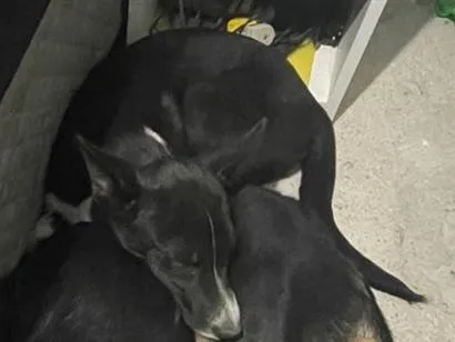 Cachorro raça SRD-ViraLata idade 2 a 6 meses nome Pretinho 