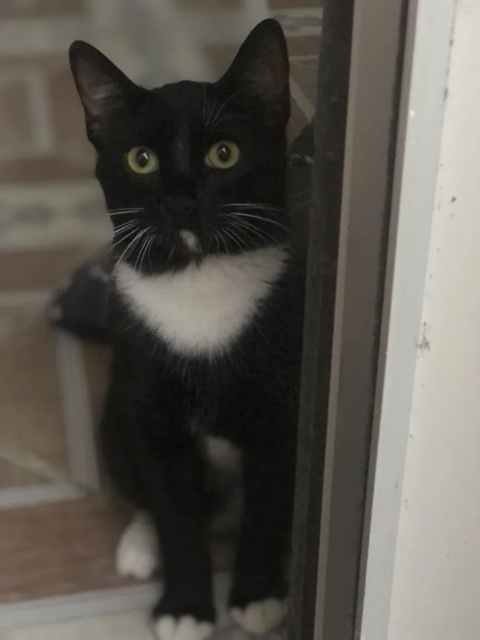 Gato raça SRD-ViraLata idade 3 anos nome Lucky