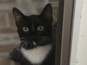 Gato raça SRD-ViraLata idade 3 anos nome Lucky