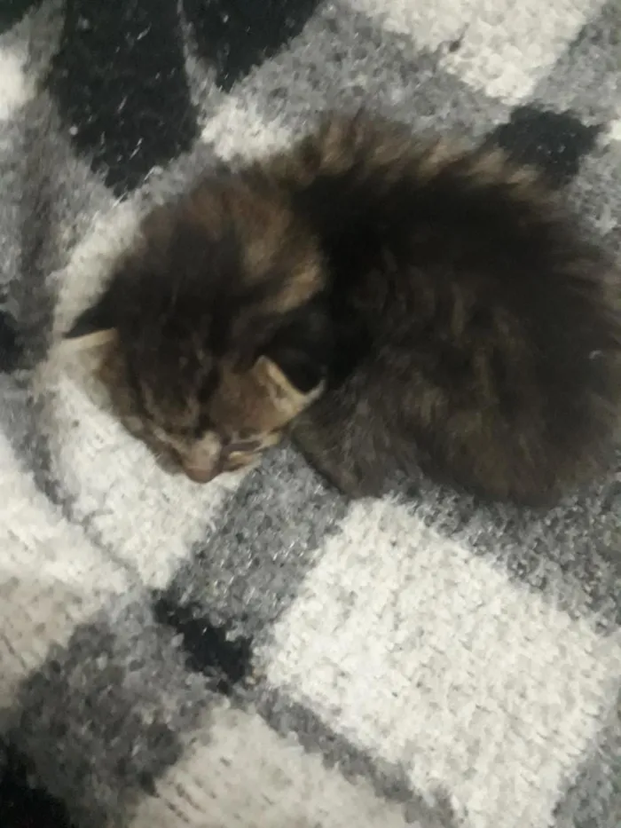 Gato raça SRD-ViraLata idade Abaixo de 2 meses nome gato 1
