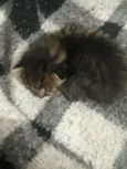 gato 1