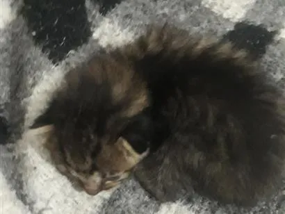 Gato raça SRD-ViraLata idade Abaixo de 2 meses nome gato 1