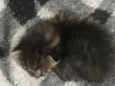 gato 1