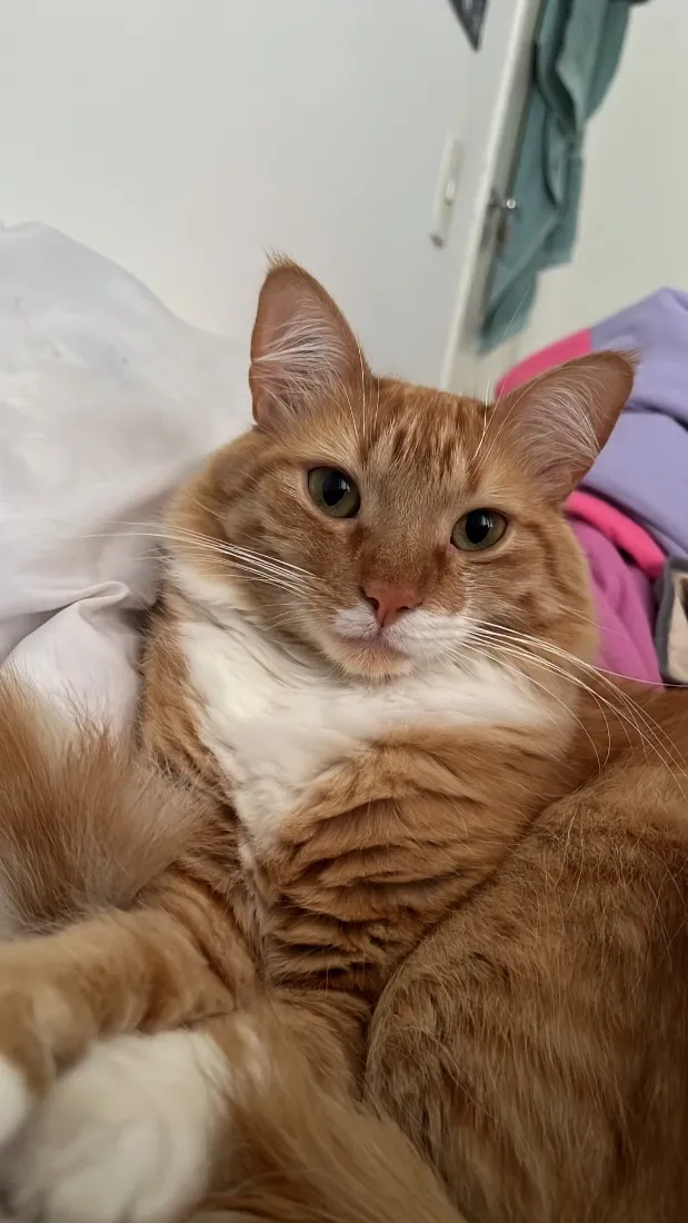 Gato raça SRD-ViraLata idade 2 anos nome Valdinei (gato)