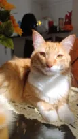 Valdinei (gato)