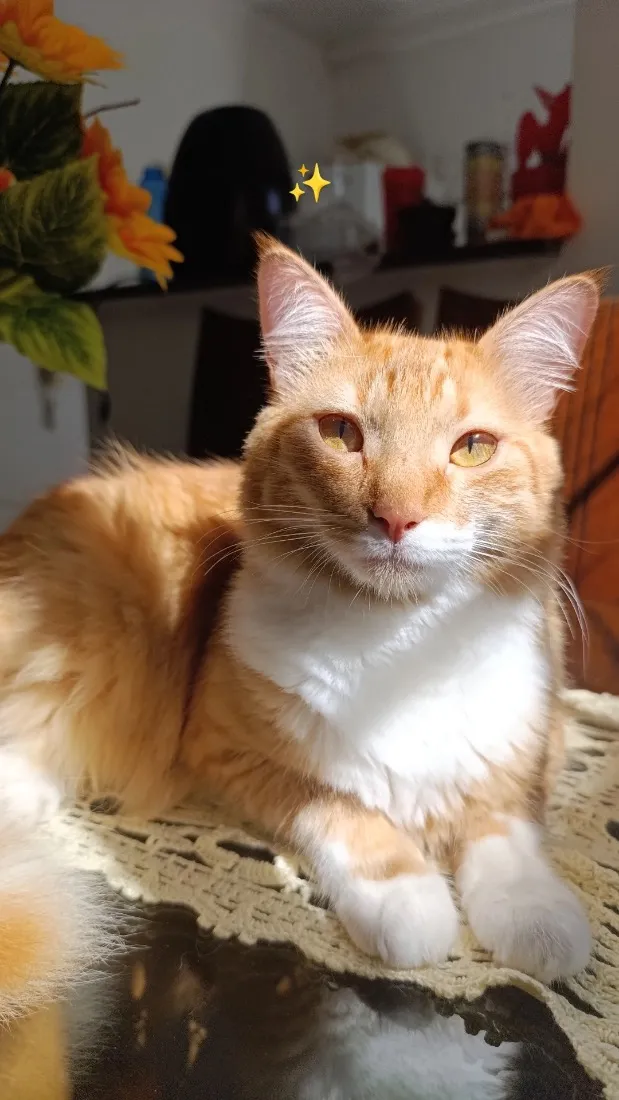 Gato raça SRD-ViraLata idade 2 anos nome Valdinei (gato)
