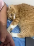 Valdinei (gato)