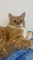 Valdinei (gato)