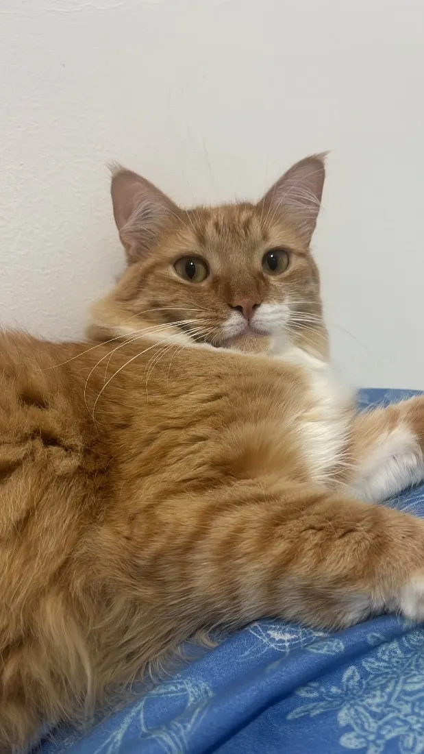 Gato raça SRD-ViraLata idade 2 anos nome Valdinei (gato)