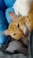 Valdinei (gato)
