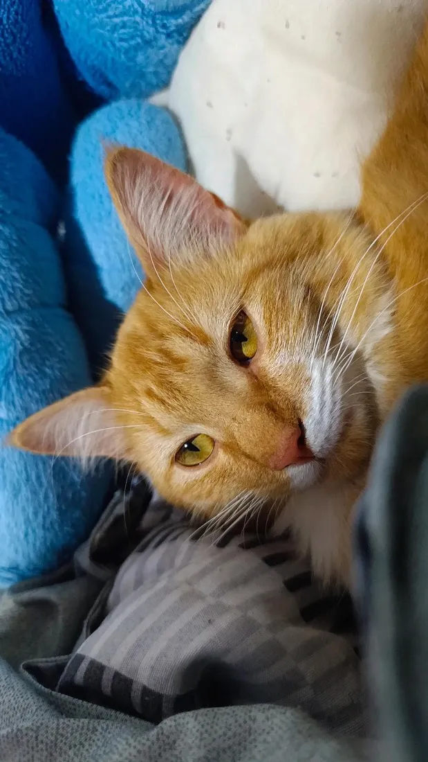 Gato raça SRD-ViraLata idade 2 anos nome Valdinei (gato)