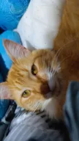 Valdinei (gato)