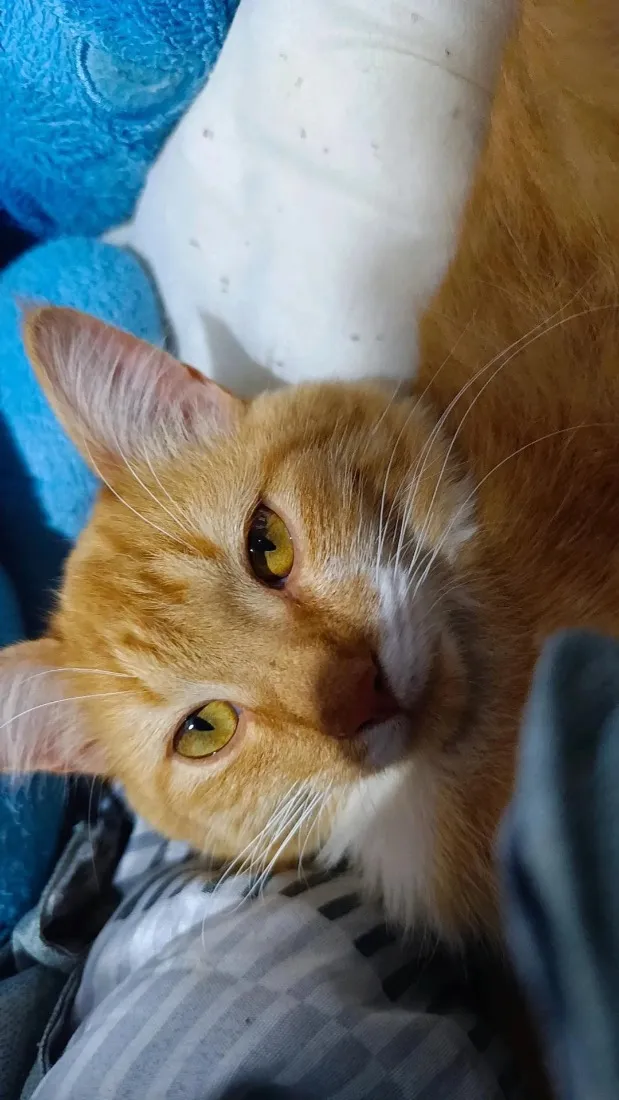 Gato raça SRD-ViraLata idade 2 anos nome Valdinei (gato)