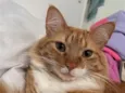 Valdinei (gato)