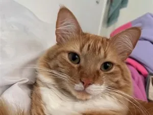 Gato raça SRD-ViraLata idade 2 anos nome Valdinei (gato)