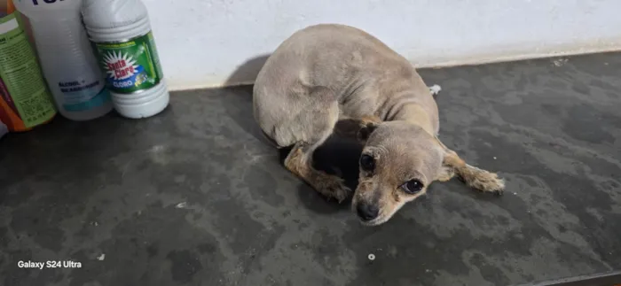 Cachorro raça SRD-ViraLata idade 1 ano nome mel