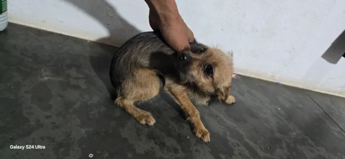 Cachorro raça SRD-ViraLata idade 1 ano nome mel