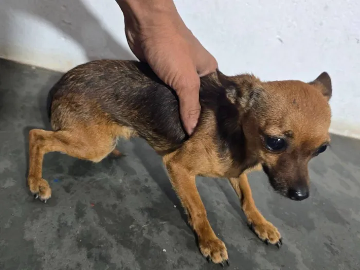 Cachorro raça SRD-ViraLata idade 1 ano nome mel