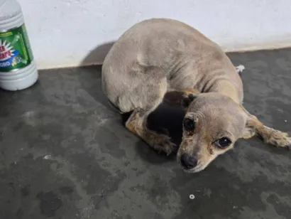 Cachorro raça SRD-ViraLata idade 1 ano nome mel