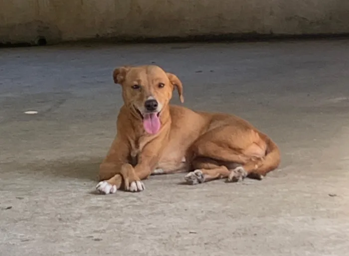 Cachorro raça SRD-ViraLata idade 2 anos nome Bele 