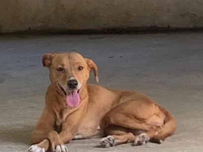 Cachorro raça SRD-ViraLata idade 2 anos nome Bele 
