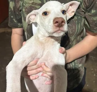 Cachorro raça SRD-ViraLata idade 2 a 6 meses nome Banguela 