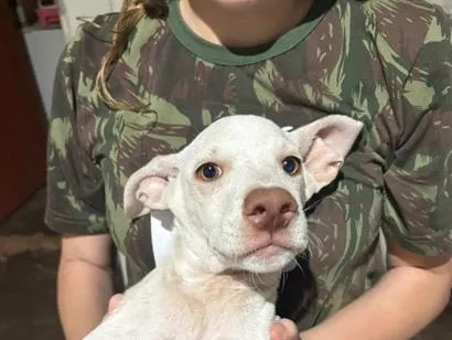 Cachorro raça SRD-ViraLata idade 2 a 6 meses nome Banguela 