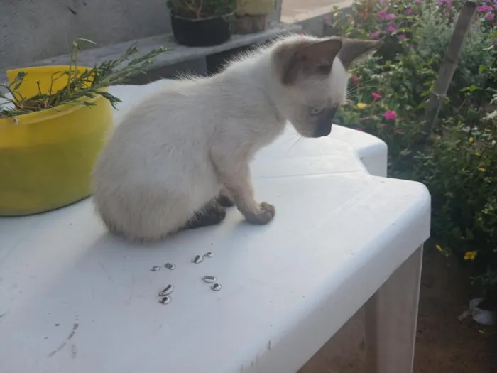 Gato raça SRD-ViraLata idade 2 a 6 meses nome Kuina