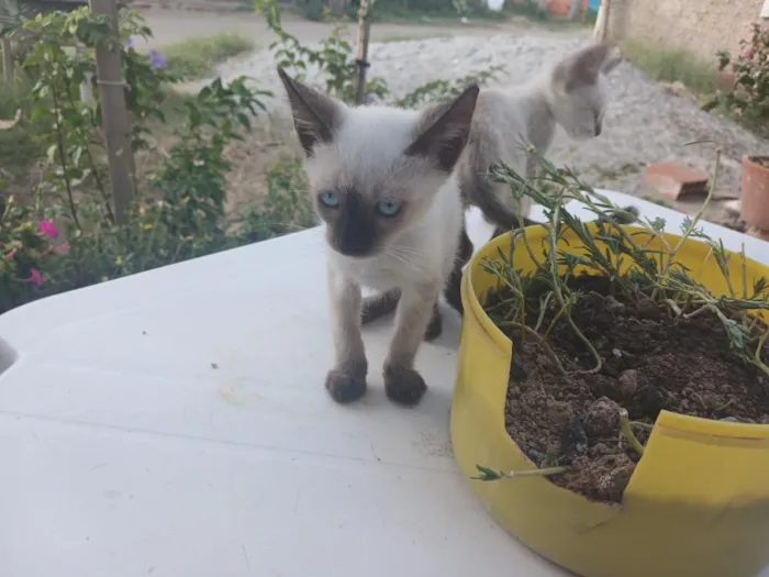 Gato raça SRD-ViraLata idade 2 a 6 meses nome Kuina