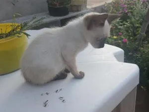 Gato raça SRD-ViraLata idade 2 a 6 meses nome Kuina