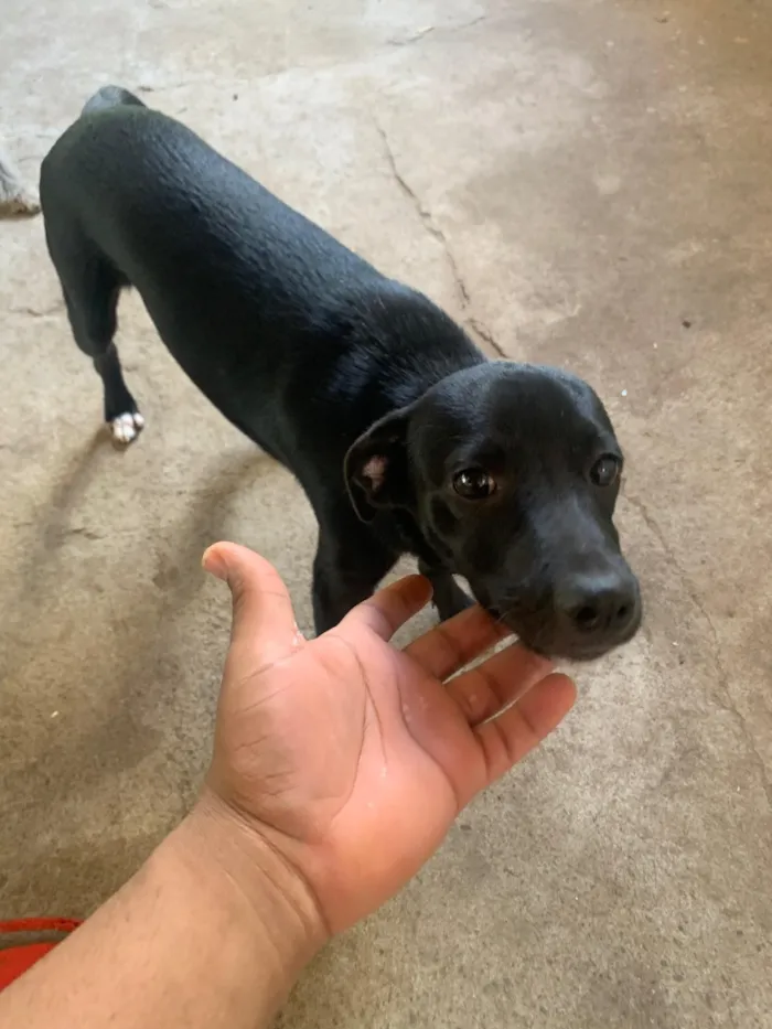 Cachorro raça SRD-ViraLata idade 2 a 6 meses nome Beethoven
