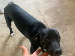 Cachorro raça SRD-ViraLata idade 2 a 6 meses nome Beethoven