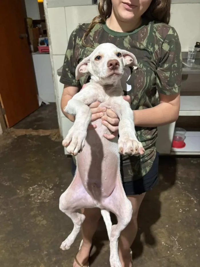 Cachorro raça SRD-ViraLata idade 2 a 6 meses nome Tom