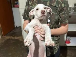 Cachorro raça SRD-ViraLata idade 2 a 6 meses nome Tom