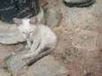 Yuki