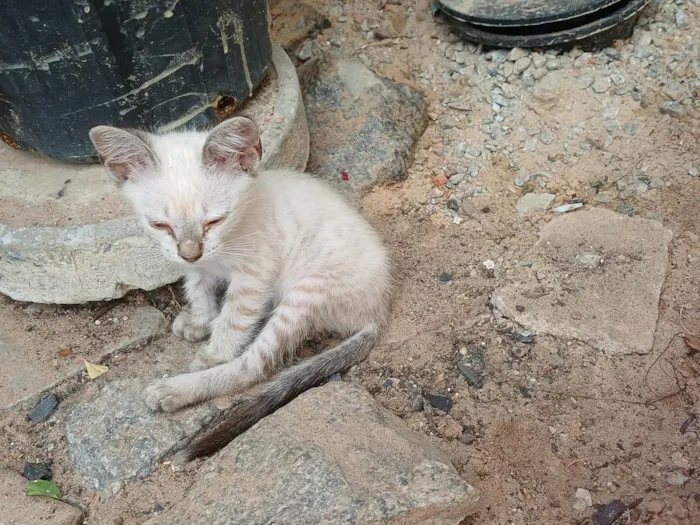 Gato raça SRD-ViraLata idade 2 a 6 meses nome Yuki