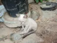 Yuki