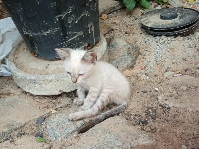 Gato raça SRD-ViraLata idade 2 a 6 meses nome Yuki
