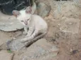 Yuki