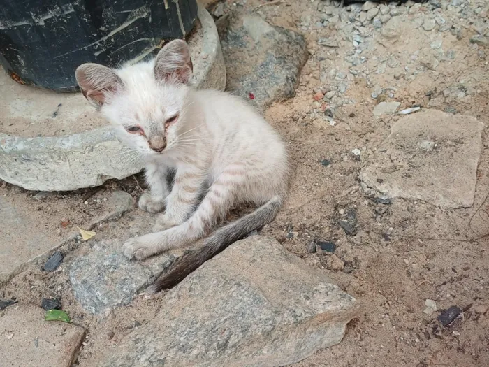 Gato raça SRD-ViraLata idade 2 a 6 meses nome Yuki