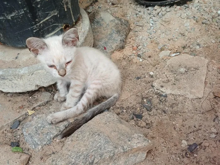 Gato raça SRD-ViraLata idade 2 a 6 meses nome Yuki